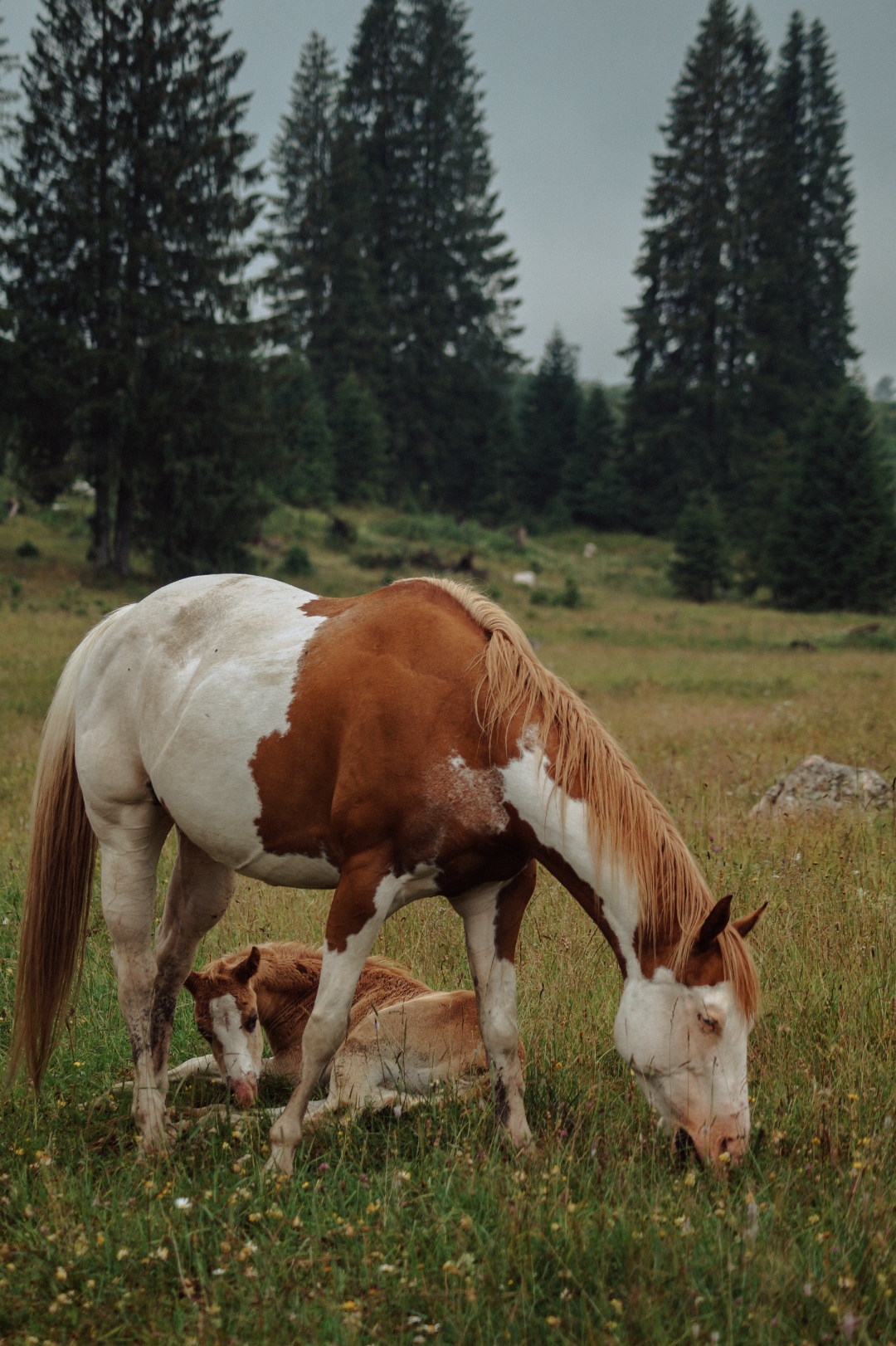 Sara Dal Zotto other projects photography